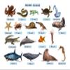 Magnetic Cutouts, Fridge Magnets, for Any Metal Surface, HD Eco Solvent Printed on 1mm Vinyl Flexible Magnetic Sheet (Aquatic Animals) view 2
