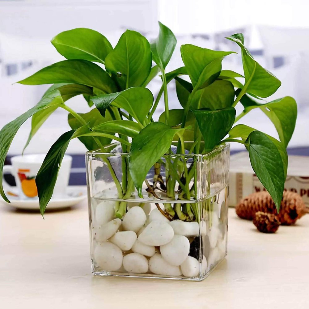 TIED RIBBONS Glass Vase for Flowers and Plants Living Room Home Dcor Table Centerpiece Wall Shelf Home Decoration (7.6 Cm, Without Flowers)