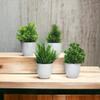 Litleo Mini All Green Different for Home Office Or Decoration Bonsai Wild Artificial Plant with Pot (Set of 4, 15 cm, Green) view 1